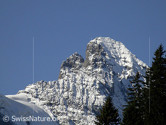 Foto: Überzuckerter Gipfel des Gspaltenhorn von NE (Mürren)
Links vom Gipfel sind die Roti Zend zu sehen.