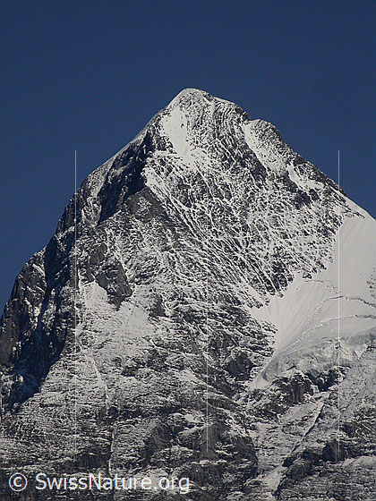 Foto: Gipfel des Eiger von W (Mürren)
Gut zu sehen ist Westflanke.