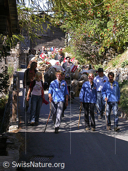 Foto: Alpabfahrt im Binntal, Wallis. Sennen begleiten die geschmückten Kühe durch die enge Strasse des Bergdorfs Imfeld.