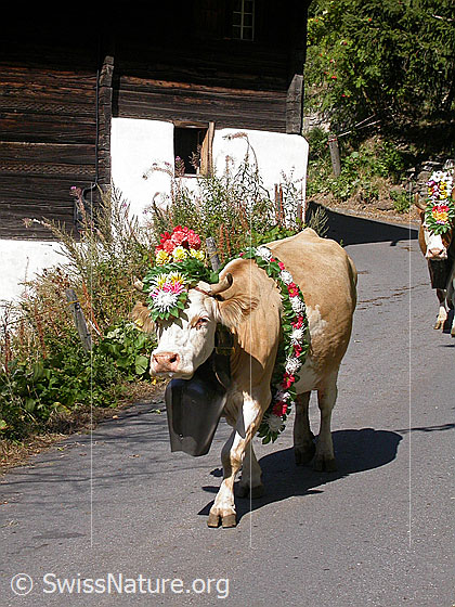 Foto: Geschmückte Kuh mit Treichel während Alpabfahrt im Binntal.