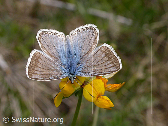 Foto: Spanischer Bläuling, Flügel geöffnet 
Lat.: Plebejides pylaon trappi