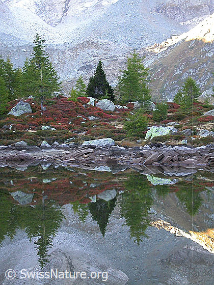 Foto: Frühmorgendliche Spiegelung im teilweise ausgetrockneten Mässersee mit herbstlichen Farben.
