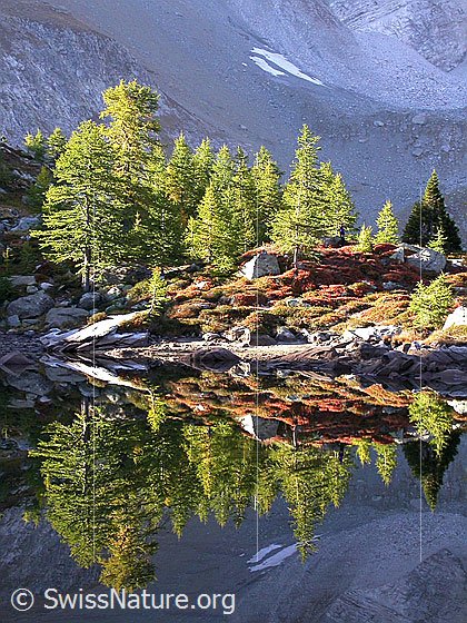 Foto: Frühmorgendliche Spiegelung im teilweise ausgetrockneten Mässersee mit herbstlichen Farben.