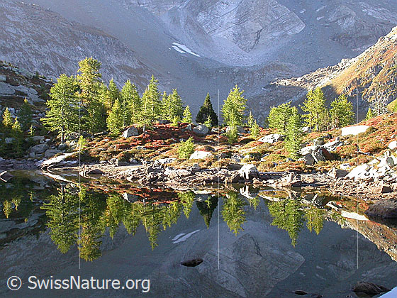 Foto: Frühmorgendliche Spiegelung im teilweise ausgetrockneten Mässersee mit herbstlichen Farben.