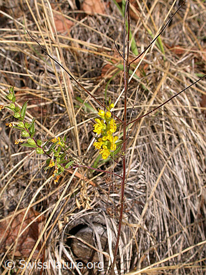 Foto: Gelber Zahntrost (Odontites luteus). Ganze Pflanze (Habitus).