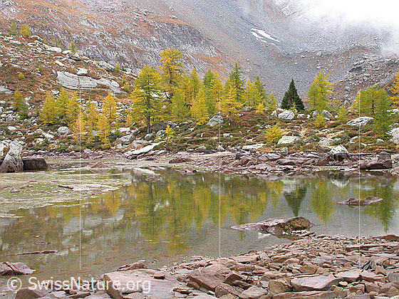 Foto: Herbststimmung am teilweise ausgetrockneten Mässersee. Schwache Spiegelung.