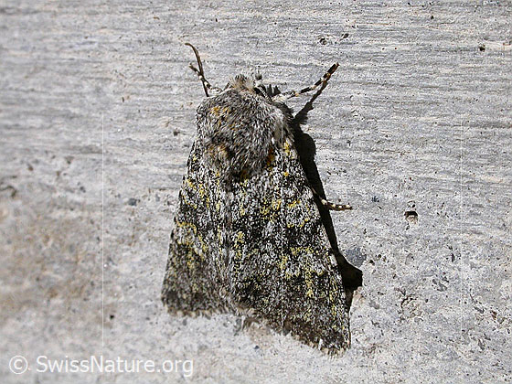 Foto: Unbekannter Falter, Ansicht von oben
Ev. Wollrückenspanner