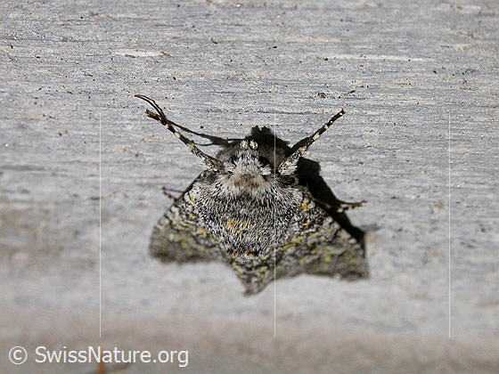 Foto: Unbekannter Falter, Ansicht von vorne.
Ev. Wollrückenspanner