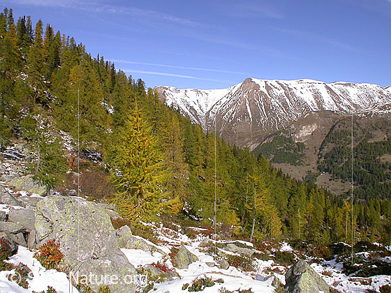 Foto: Lärchenwald beim Mässerchäller/Mässeralp. Im Hintergrund: Schweifegrat und Grosses Fülhorn.