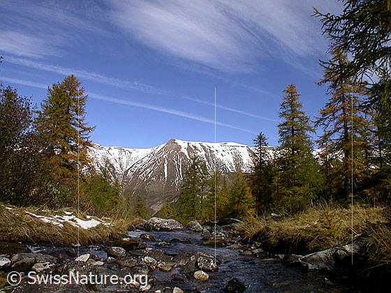Foto: Mässerbach mit herbstlich gefärbtem Lärchenwald. Im Hintergrund: Grosses Fülhorn