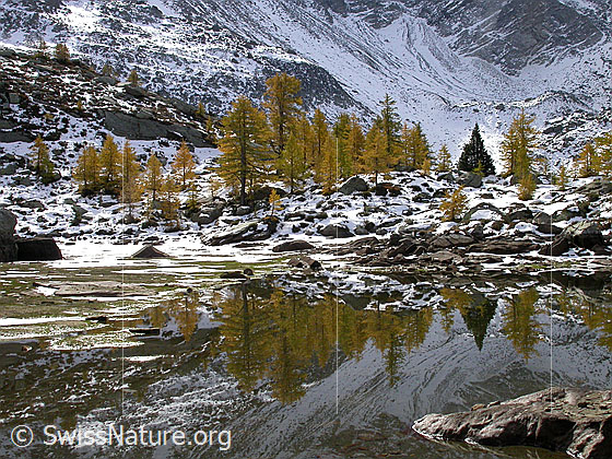 Foto: Spiegelung im fast ausgetrockneten Mässersee: Gelbe Lärchen im Kontrast zum ersten Neuschnee.