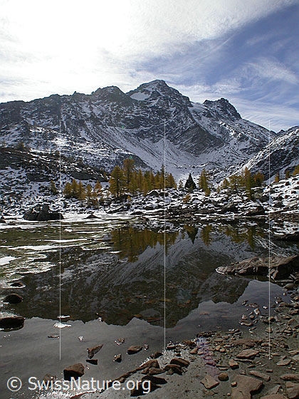 Foto: Spiegelung im fast ausgetrockneten Mässersee: Gelbe Lärchen, Schwarzhorn und Fleschhorn