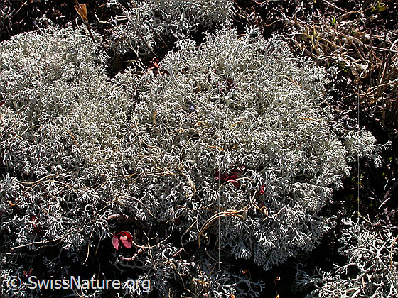 Foto: Flechte aus der Familie der Strauchflechten.