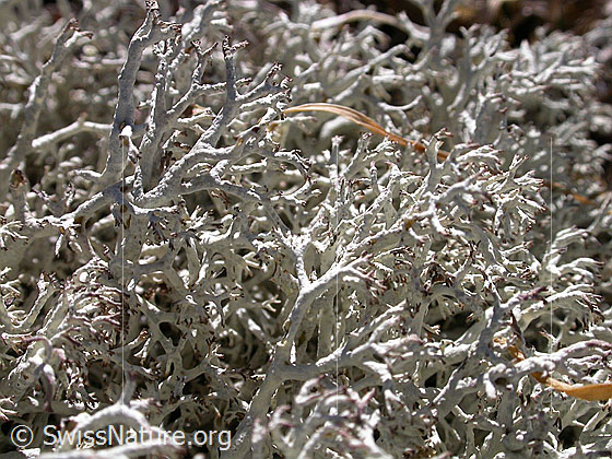 Foto: Flechte, Nahaufnahme, aus der Familie der Strauchflechten.