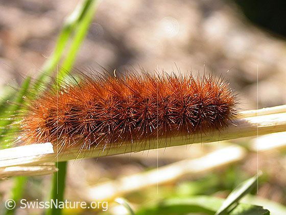Foto: Raupe des Wegerichbärs (Arctia plantaginis) auf Grashalm.
Wegerichbär (Arctia plantaginis), Alias (Parasemia plantaginis)
Lat.: Arctia plantaginis
Familie: Erebidae (Eulenfalter)
Unterfamilie: Arctiinae (Bärenspinner)