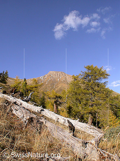 Foto: Gross Fülhorn, davor Baumstrünke.