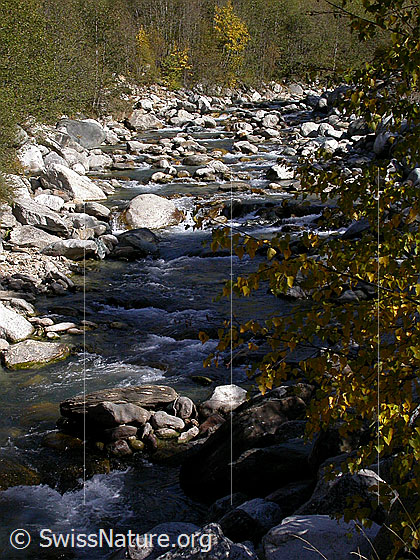 Foto: Binna bei Imfeld.