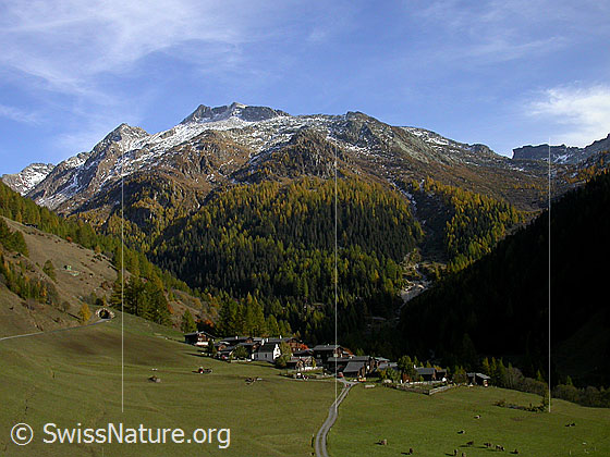 Foto: Imfeld, Lengenbach, Gorb und Schinhörner.