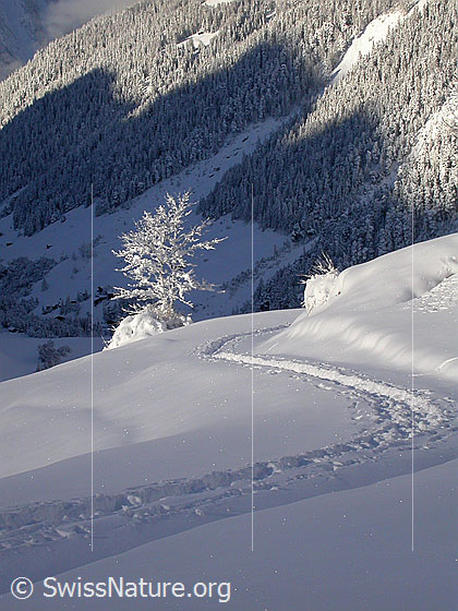 Foto: Spur und kleiner Baum in verschneiter Landschaft bei Heiwmeder.