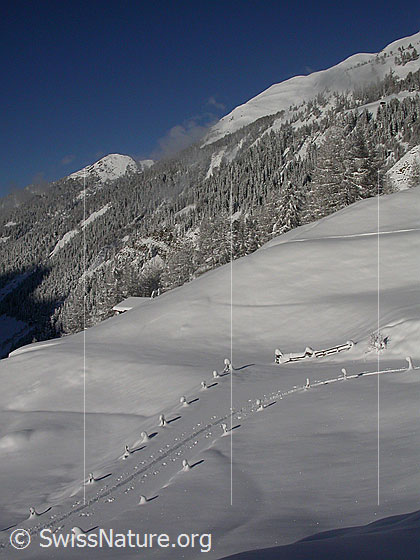 Foto: Verschneite Landschaft mit Skispur bei Schineregmach. Blick Richtung Eggerhorn.