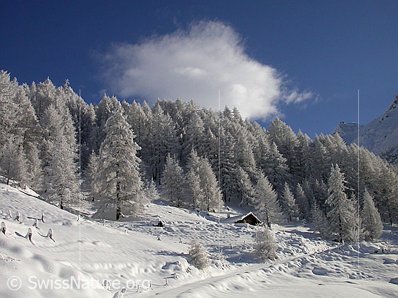 Foto: Verschneite Landschaft mit Lärchenwald und einer Hütte bei Schineregmach.