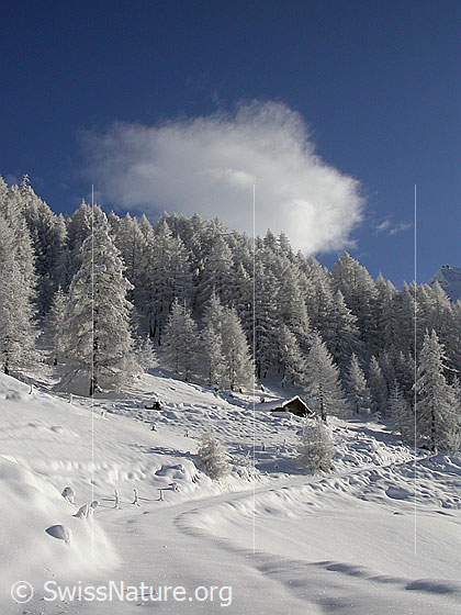 Foto: Verschneite Landschaft mit Lärchenwald und einer Hütte bei Heiwmeder.