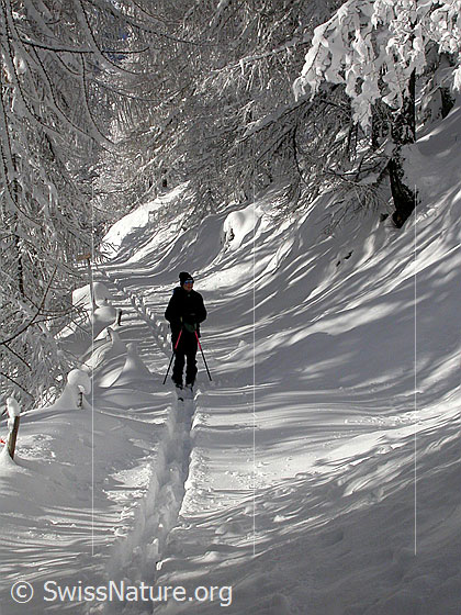 Foto: Unterwegs im verschneiten Lärchenwald.
