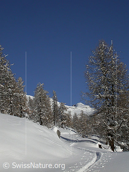 Foto: Verschneite Landschaft mit Lärchen und Skispur bei Hanschbiel. Im Hintergrund das Hohsandhorn.