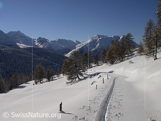 Foto: Verschneite Landschaft mit Lärchen und Skispur bei Hanschbiel. Im Hintergrund: Hillehorn, Saflischtal, Bättlihorn und Breithorn.