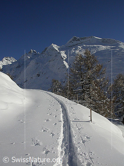 Foto: Verschneite Landschaft mit Skispur und Lärchen bei Hanschbiel. Im Hintergrund die Schinhörner.