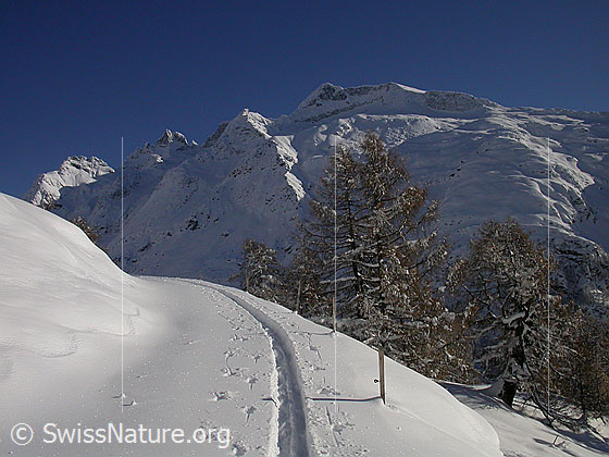 Foto: Verschneite Landschaft mit Skispur und Lärchen bei Hanschbiel. Im Hintergrund die Schinhörner.