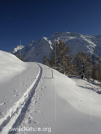 Foto: Verschneite Landschaft mit Skispur und Lärchen bei Hanschbiel. Im Hintergrund die Schinhörner.