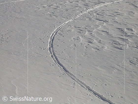 Foto: Aufstiegsspur am Gandhorn.