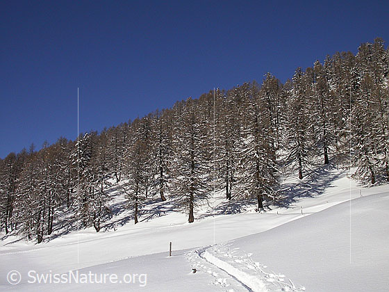 Foto: Auf Skitour: Aufstieg im lichten Lärchenwald.