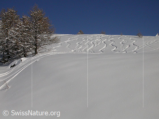 Foto: Skispuren im Neuschnee. Am Rand keliner Lärchenwald.