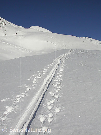 Foto: Auf Skitour. Im Aufstieg zum Gandhorn.