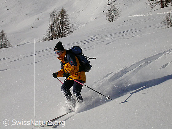 Foto: Auf Skitour: Abfahrt im Tiefschnee.