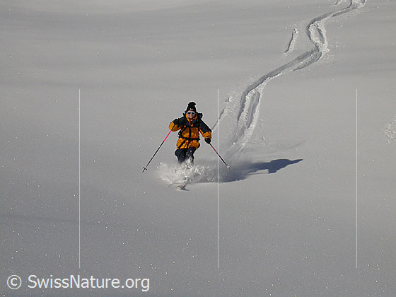 Foto: Auf Skitour: Abfahrt im Tiefschnee.