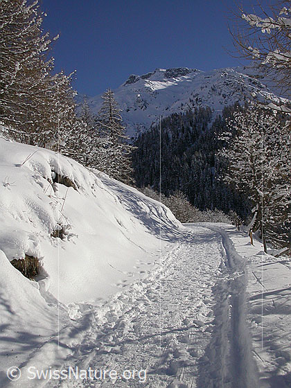 Foto: Unter Schinhorn und Gorb. Vordergrund: Weg mit Fussspuren, umrahmt von leicht verschneiten Lärchen.
