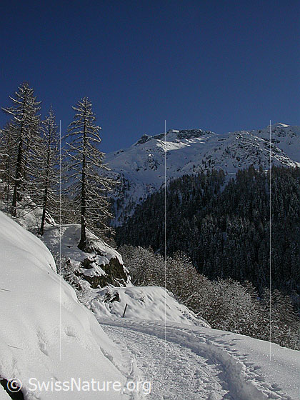 Foto: Unter Schinhorn und Gorb. Vordergrund: Weg mit Fussspuren, einige leicht verschneiten Lärchen.