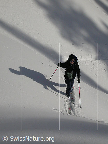 Foto: Skitourenfahrerin im Aufstieg zu den Sieben Hegste.