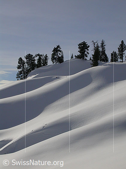Foto: Im Aufstieg zu den Sieben Hengste: Winterlandschaft mit Licht, Schatten und Föhren..