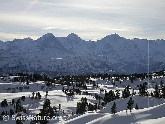 Foto: Im Aufstieg zu den Sieben Hengste: Blick über das winterliche Seefeld zu den Berner Alpen (Fiescherhörner, Eiger, Mönch und Jungfrau)