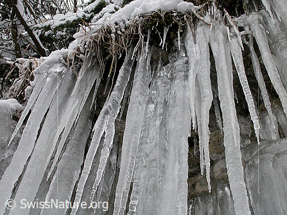 Foto: Bei Fall/Eriz: Eiszapfen an Felswand.