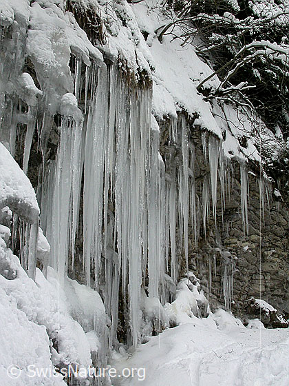 Foto: Bei Fall/Eriz: Eiszapfen an Felswand.