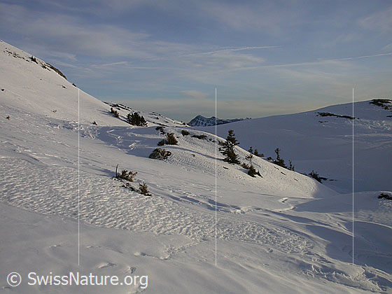 Foto: Karge Winterlandschaft. Im Hintergund der Fürstein.