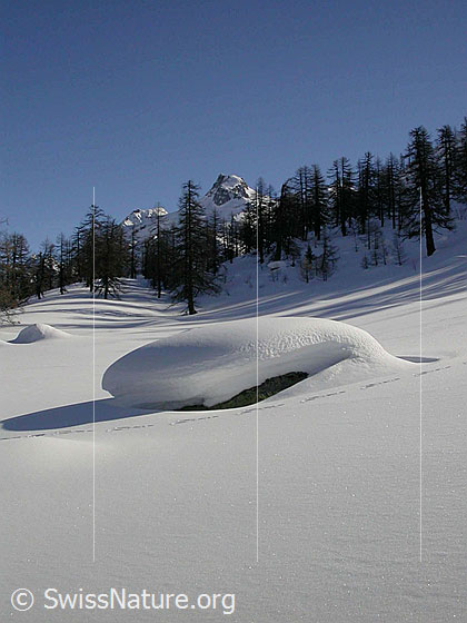 Foto: Unberührte Landschaft mit lichtem Lärchenwald bei Dri Stafle. Im Hintergrund das Schinhorn. Im Vordergrund eine Tierspur.