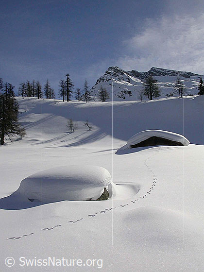 Foto: Dri Stafle im Winter. Im Hintergrund das Stockhorn. Im Vodergrund eine Tierspur.