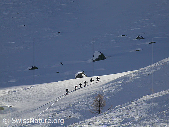 Foto: Skitourenfahrer im Aufstieg zum Stockhorn.
