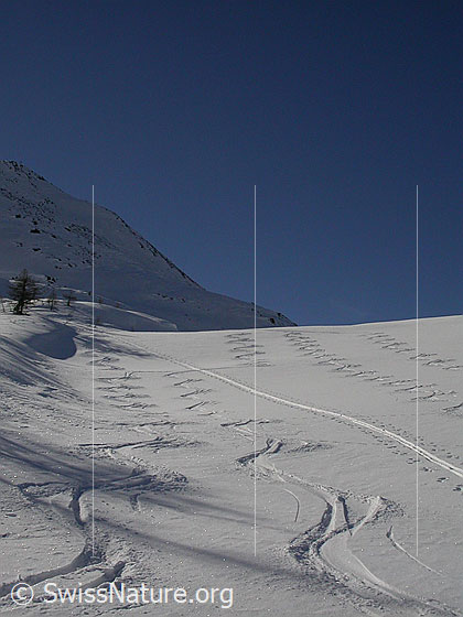 Foto: Skispuren (Aufstieg und Abfahrt) bei Hockboden.